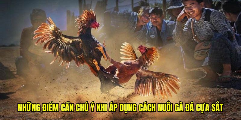 Những điểm cần chú ý khi áp dụng cách nuôi gà đá cựa sắt