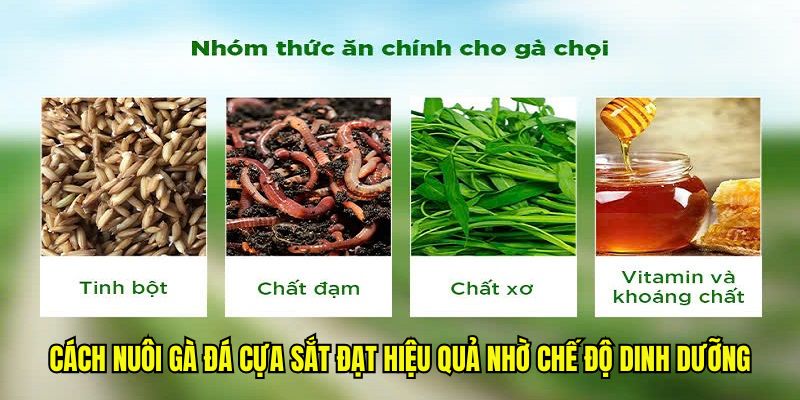 Cách nuôi gà đá cựa sắt đạt hiệu quả nhờ chế độ dinh dưỡng