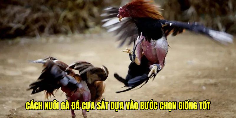 Cách nuôi gà đá cựa sắt dựa vào bước chọn giống tốt