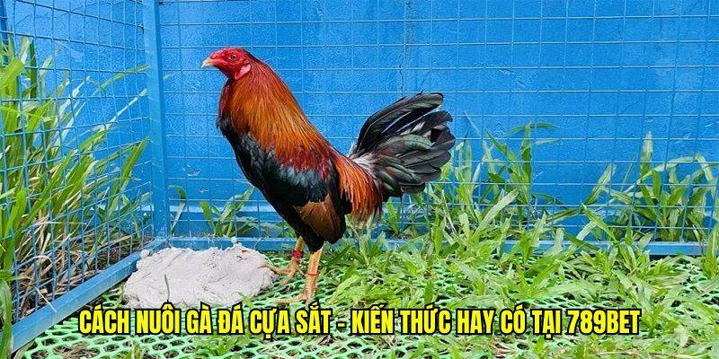 cách nuôi gà đá cựa sắt