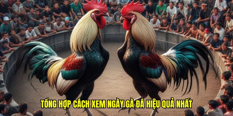 Tổng hợp cách xem ngày đá gà hiệu quả nhất
