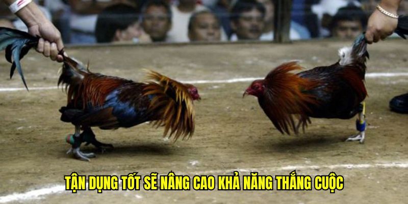 Tận dụng tốt sẽ nâng cao khả năng thắng cuộc