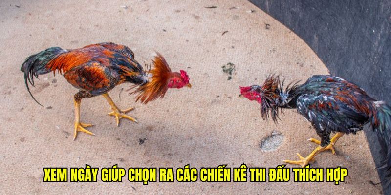 Xem ngày giúp chọn ra các chiến kê thi đấu thích hợp