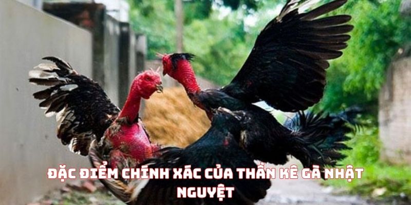 Đặc điểm chính xác của thần kê gà nhật nguyệt
