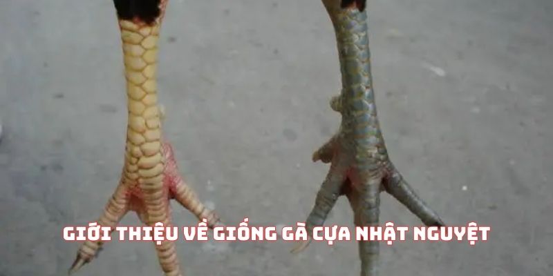 Giới thiệu về giống gà cựa nhật nguyệt