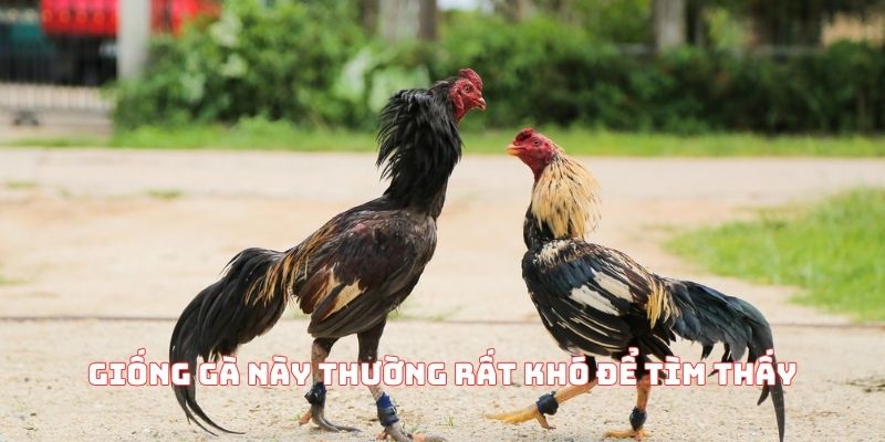 Giống gà này thường rất khó để tìm thấy
