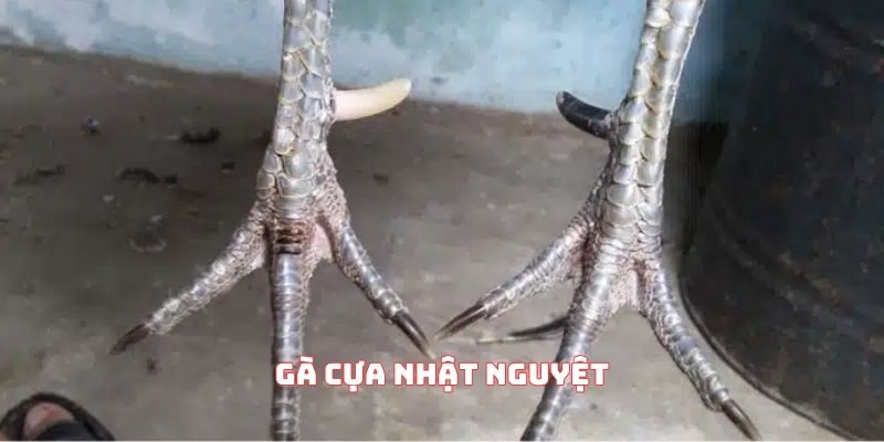 gà cựa nhật nguyệt