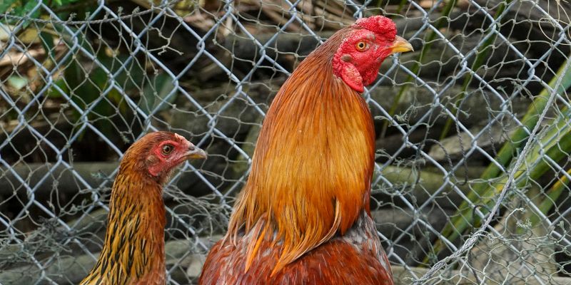Tận dụng thuốc bổ cho gà mang đến nhiều lợi ích