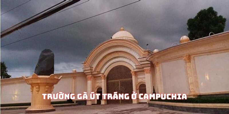 trường gà út tráng ở campuchia